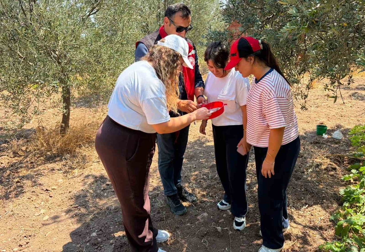 MANİSA’NIN AKHİSAR VE GÖRDES İLÇELERİNDE TARIMSAL ÜRETİMDE ÖNEMLİ KAYIPLARA YOL AÇABİLEN ZEYTİN...