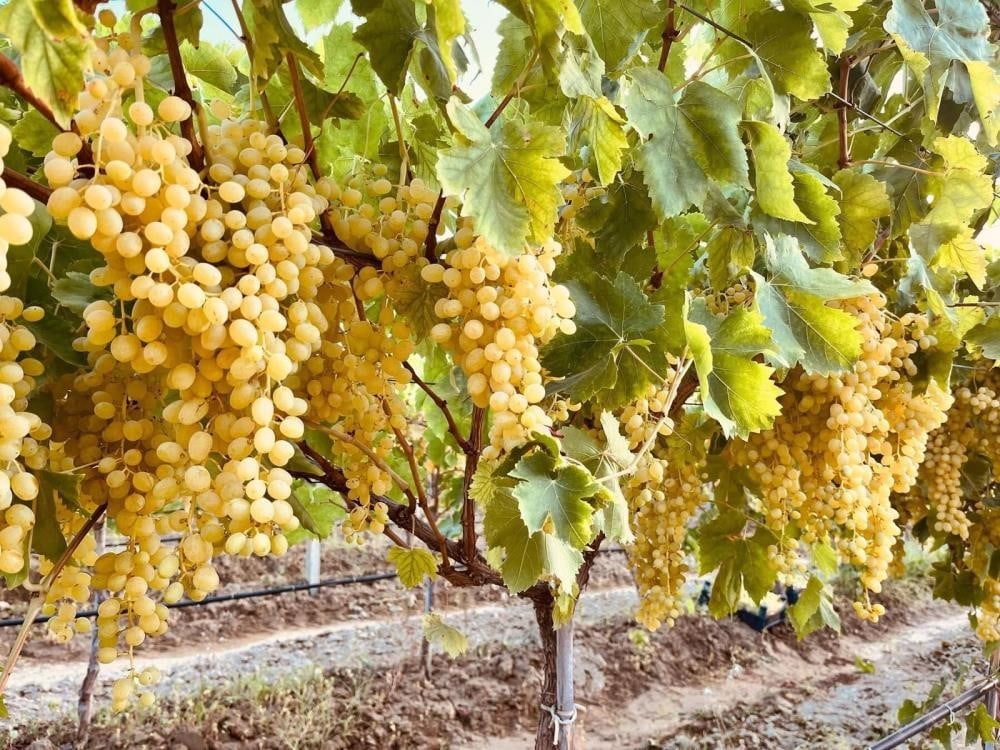 MANİSA’NIN SALİHLİ İLÇE TARIM VE ORMAN MÜDÜRLÜĞÜ, 2026 YILI ÜZÜM HASAT SEZONU ÖNCESİNDE...
