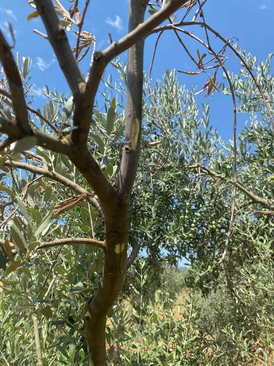 MENTEŞE'DE ZEYTİN AĞAÇLARINDA VERTİCİLLİUM SOLGUNLUĞU KONTROLLERİ YAPILDI