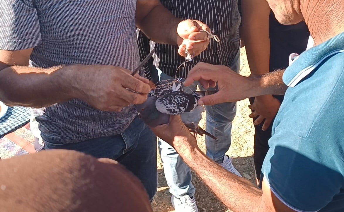 MERSİN'DE TOROSLARIN ETEĞİNDE ŞAHİN YAKALAMAK İÇİN HAZIRLANAN TUZAĞA YEM AMAÇLI TAKILDIĞI TAHMİN...