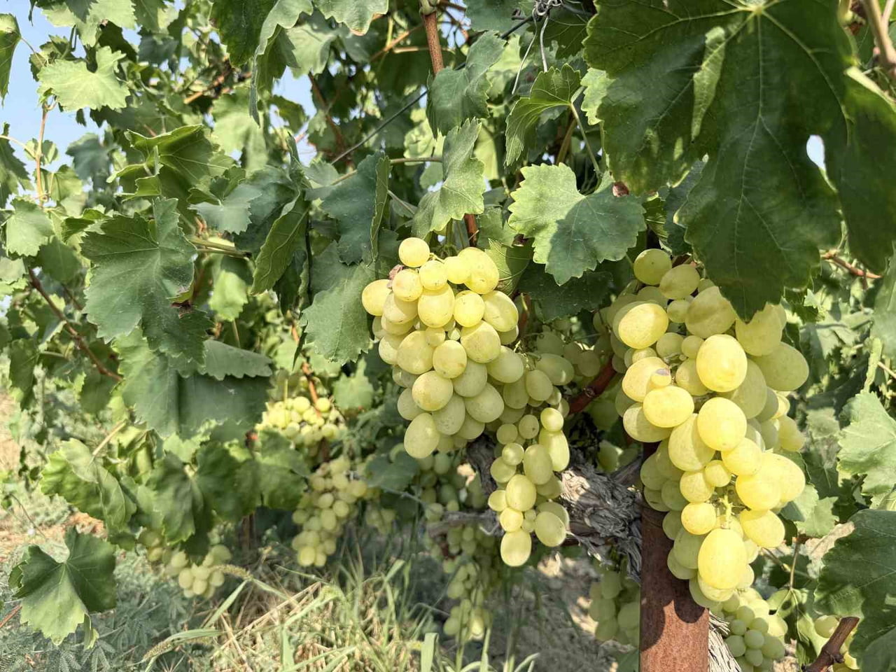 MERSİN'İN TARSUS İLÇESİNDE ÜZÜM HASADI SÜRÜYOR