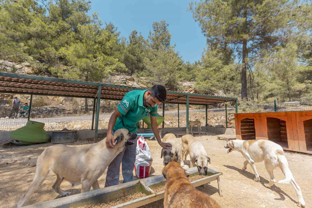 MERSİN BÜYÜKŞEHİR BELEDİYESİ, SOKAKTA YAŞAYAN KEDİ VE KÖPEKLERİN SAĞLIKLI, GÜVENLİ VE REFAH...