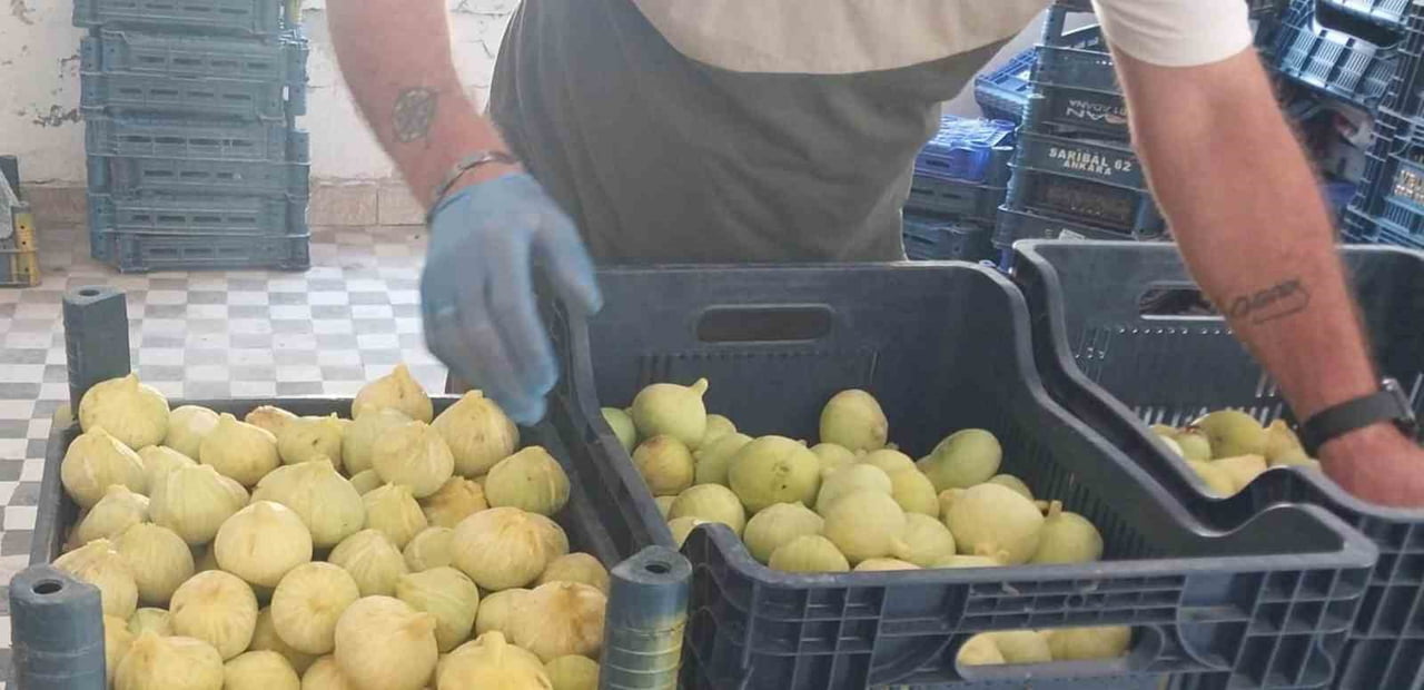 MERSİN’İN MUT İLÇESİNDE KENDİNE ÖZGÜ TADI VE AROMASIYLA ÖNE ÇIKAN BEYAZ İNCİRDE BU YIL VERİM...