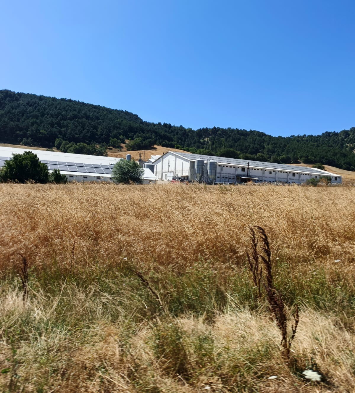 MUDURNU İLÇESİNDE BİR HİNDİ ÇİFTLİĞİNİN GÜNEŞ ENERJİSİ HATTINDA ÇIKAN YANGIN, İTFAİYENİN ZAMANINDA...