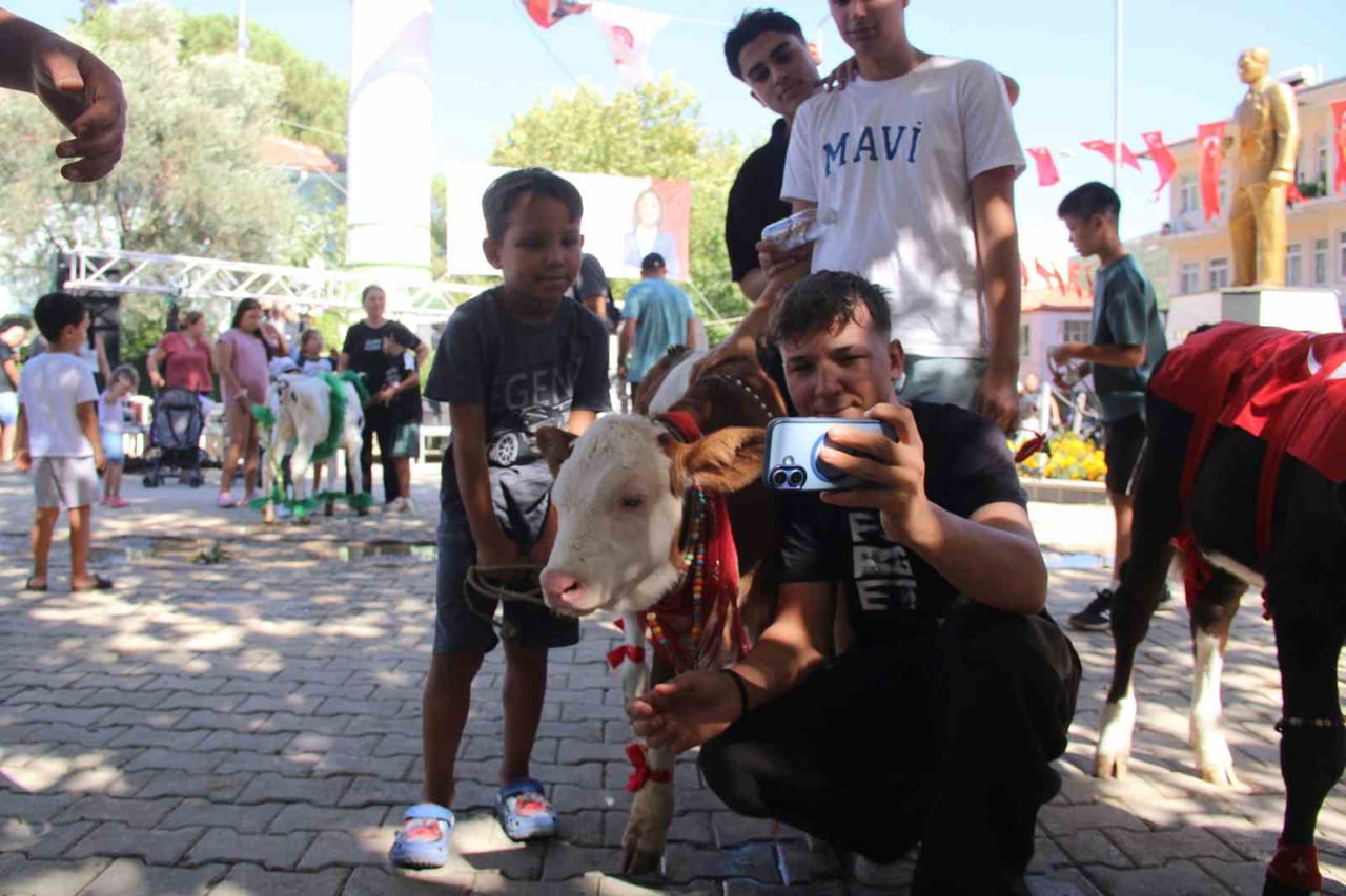 MUĞLA’DA BUZAĞI GÜZELLİK YARIŞMASI DÜZENLENDİ