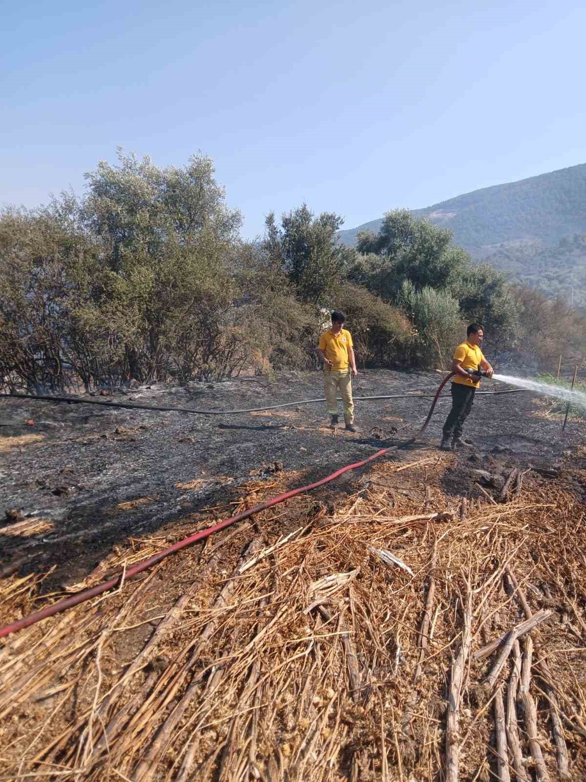 MUĞLA’NIN MİLAS İLÇESİNE BAĞLI BAFA MAHALLESİ’NDE TARIM ARAZİSİNDE ÇIKAN YANGIN, EKİPLERİN HIZLI...