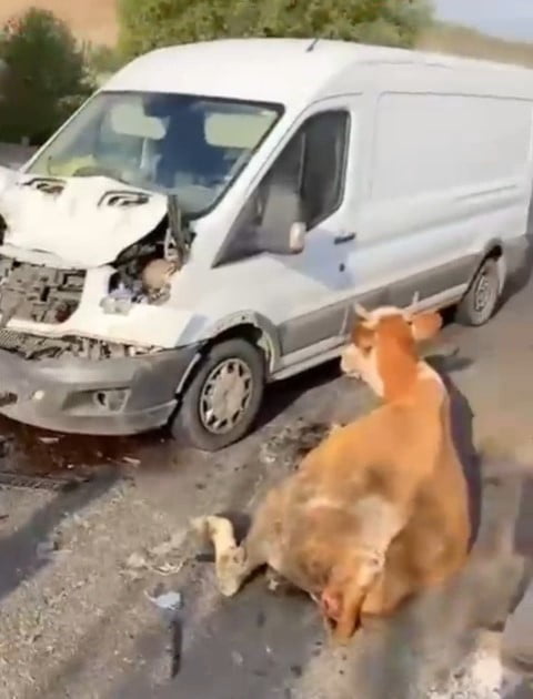 MUŞ’TA MİNİBÜSÜN ÇARPTIĞI İNEKLER SON ANDA KESİLEREK TELEF OLMAKTAN KURTARILDI.