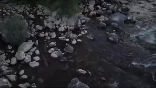 Nesli tehlike altında olan su samuru Bingöl'de görüntülendi