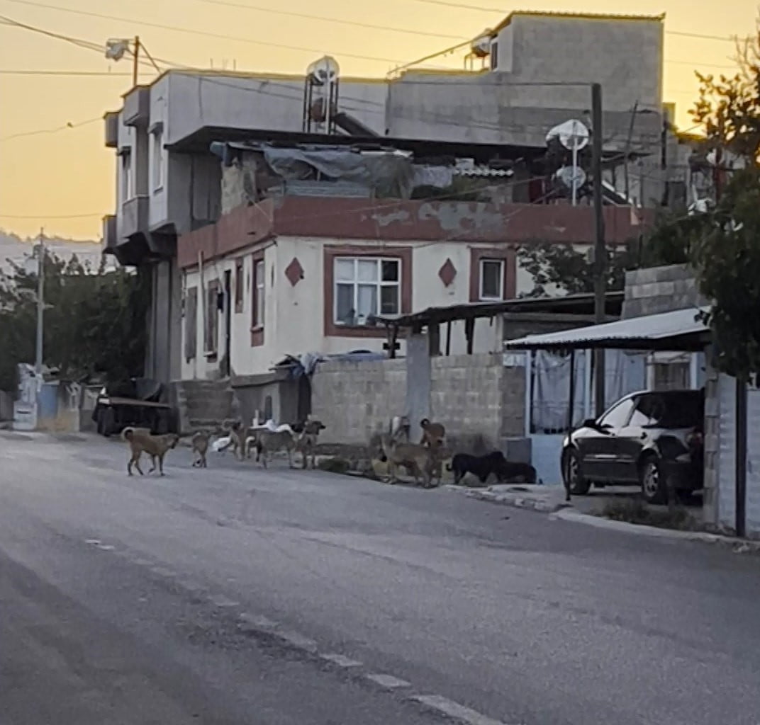 OĞUZELİ İLÇESİNDE ÇOK SAYIDA BAŞIBOŞ SOKAK KÖPEĞİ SÜRÜ HALİNDE DOLAŞIRKEN...
