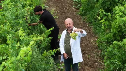 OMÜ'nün baldan tatlı üzümlerinde hasat zamanı