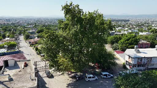 Osmaniye'de 260 yıllık çınar yaz sıcağında doğal klima oluyor
