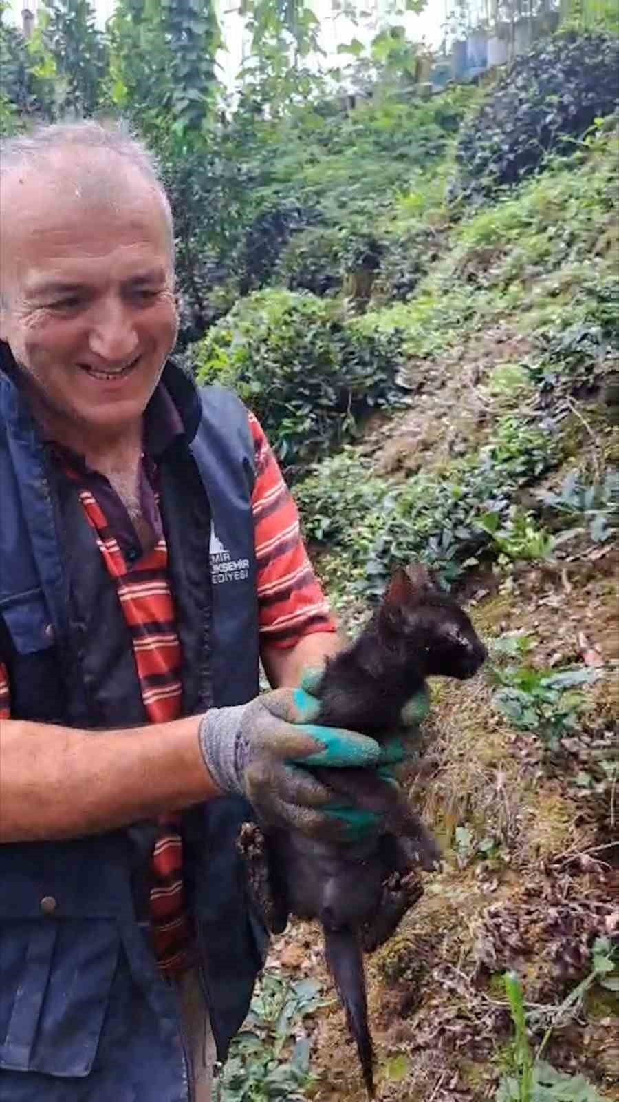 RİZE'DE GİRDİĞİ BORUNUN İÇİNDE MAHSUR KALAN KEDİ, ÇAY ÜRETİCİLERİ TARAFINDAN AVUÇ İÇİ KESME...