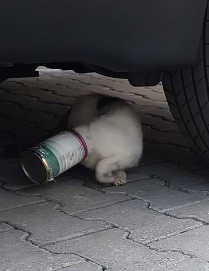 SAKARYA’NIN ADAPAZARI İLÇESİNDE KAFASINA KONSERVE KUTUSU SIKIŞAN KEDİ, TEMİZLİK İŞÇİLERİNİN...