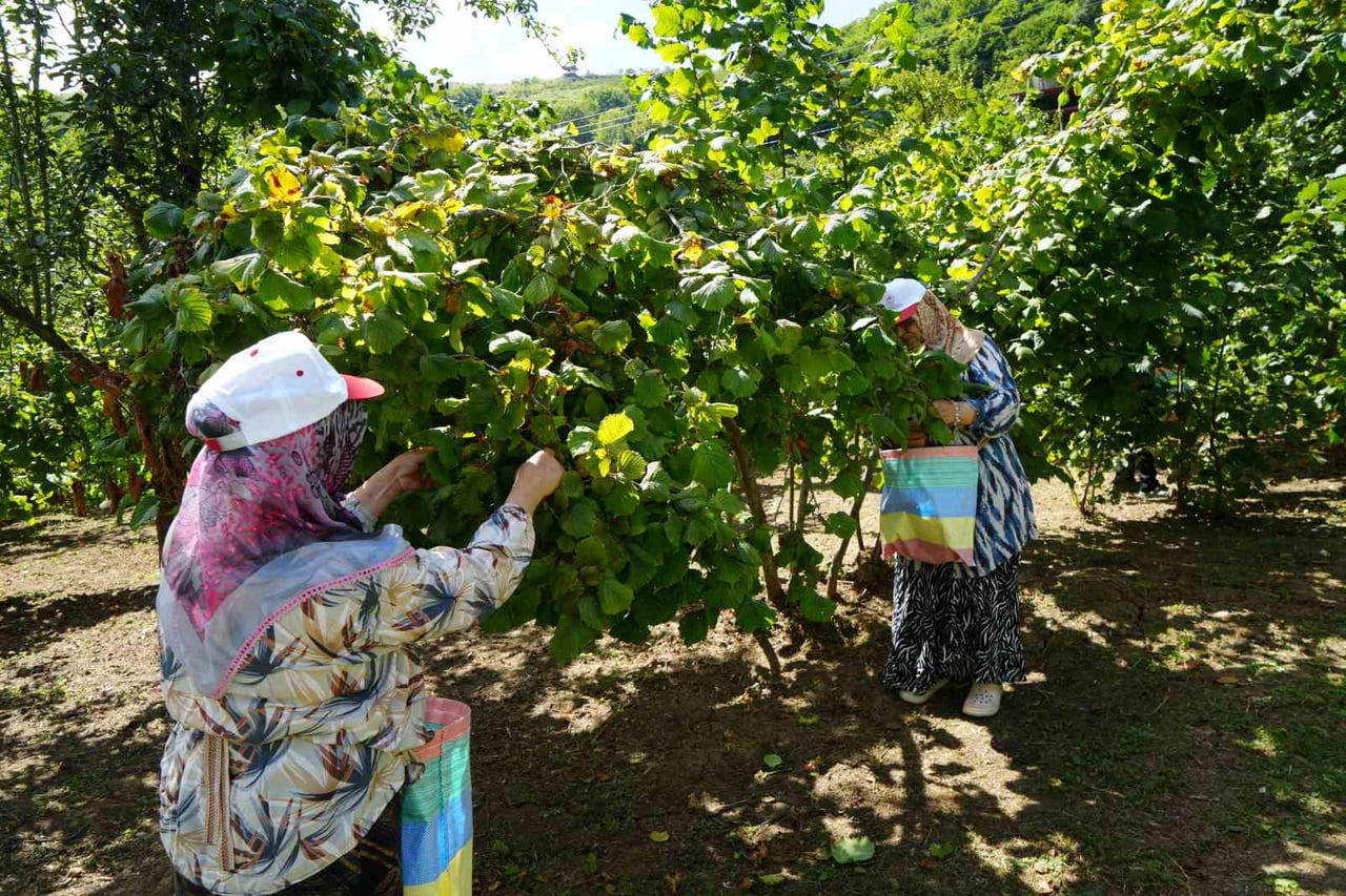 SAMSUN’DA ORTA KESİMDE FINDIK HASADI BAŞLADI.