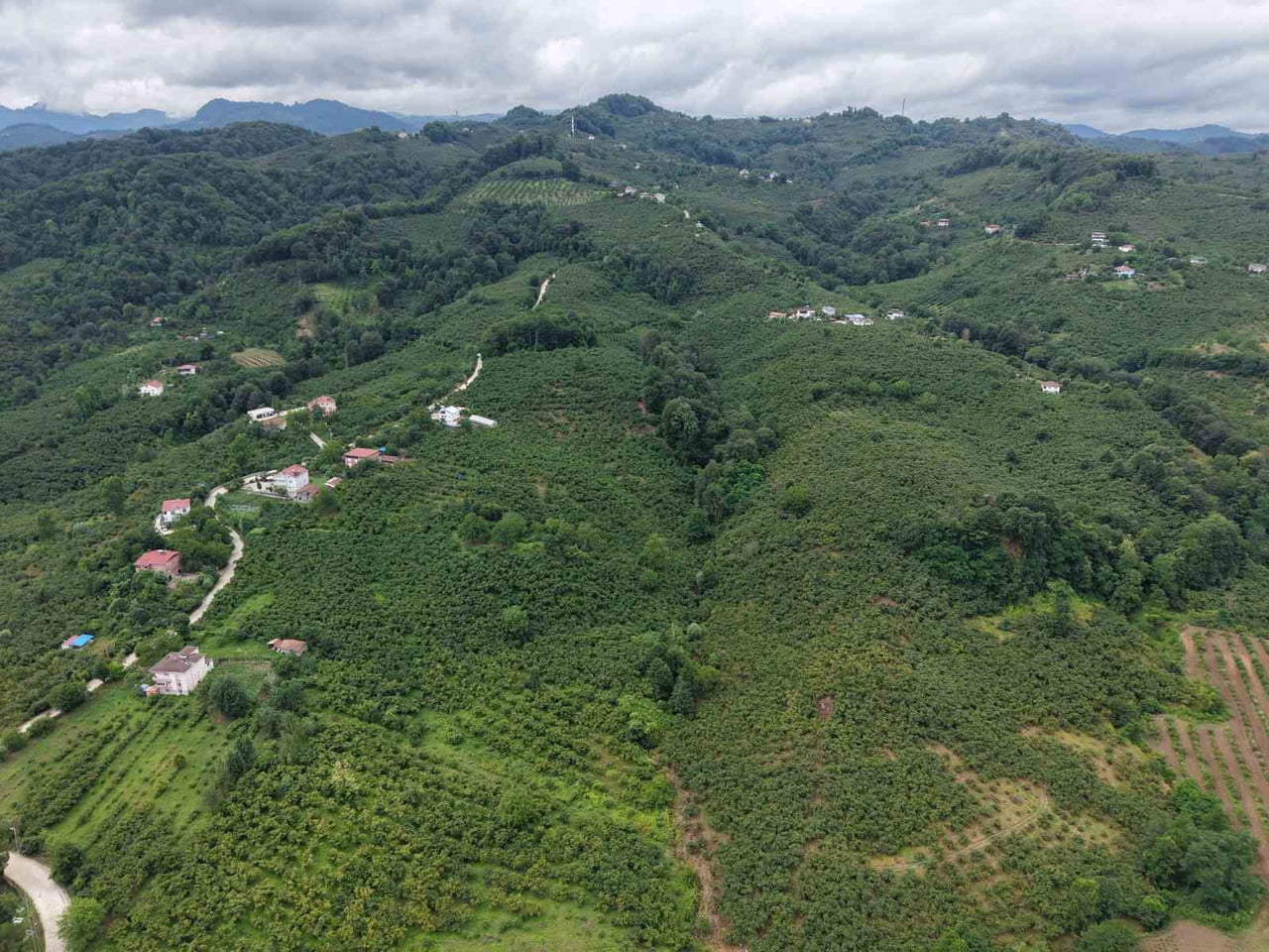 SAMSUN İL TARIM VE ORMAN MÜDÜRLÜĞÜ BÜNYESİNDE OLUŞTURULAN FINDIK HASAT VE İHRAÇ TARİHLERİNİ...
