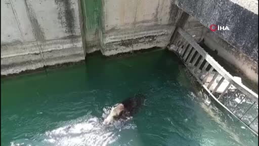 Şanlıurfa'da sulama kanalında mahsur kalan yaban domuzu kurtarıldı