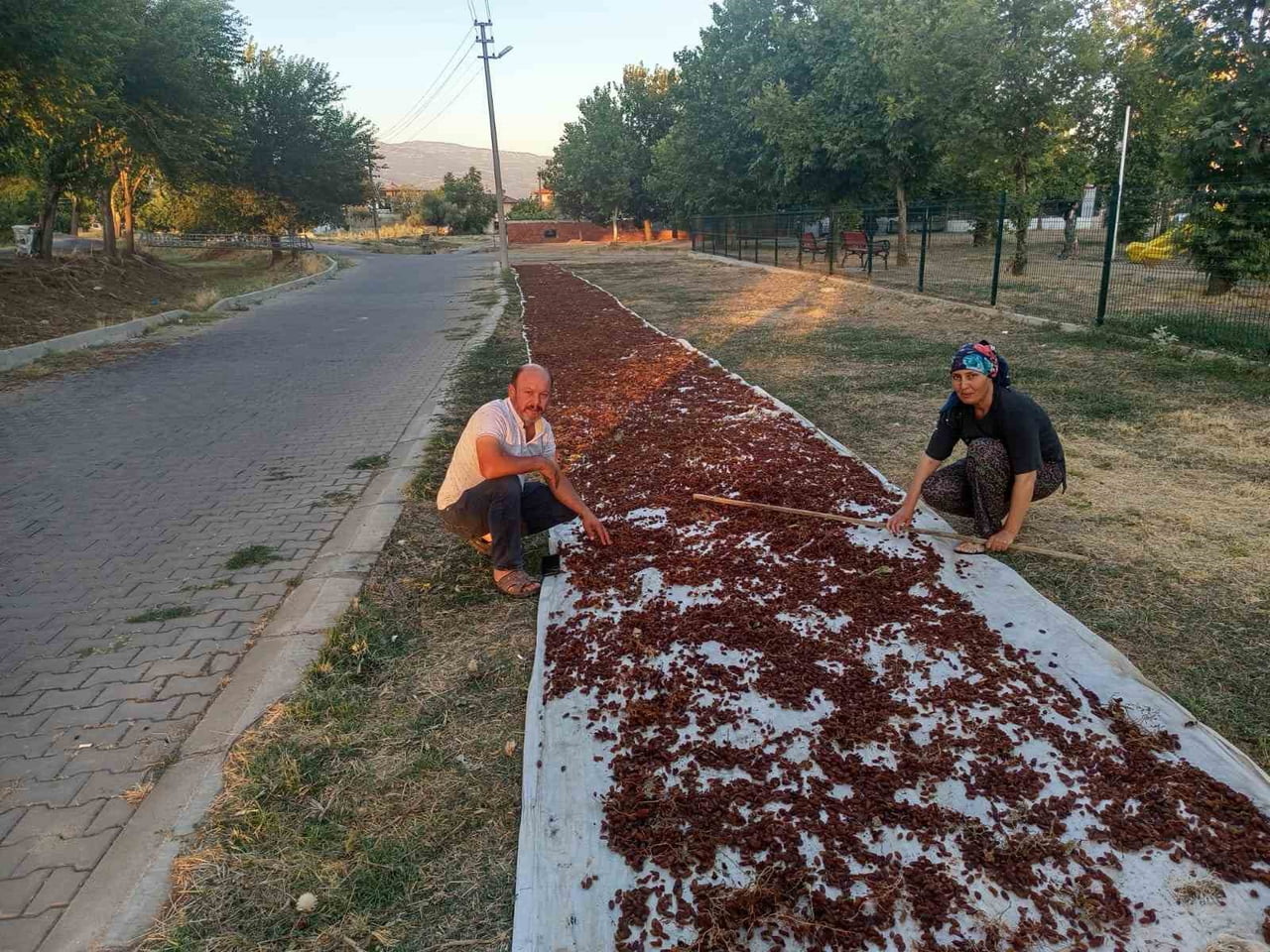 SARIGÖL İLÇESİNDE ÜZÜM ÜRETİCİLİĞİ YAPAN SEZGİN ALDEMİR, 5 DEKARLIK BAĞINDAN HASAT ETTİĞİ ÜZÜMLERİ...