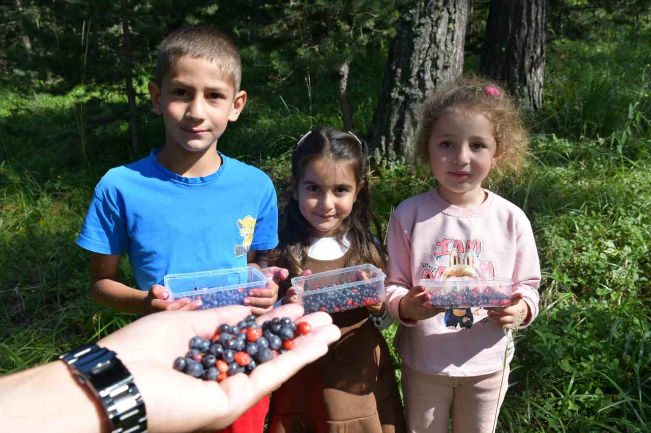 SARIKAMIŞ'TA YAZ MEVSİMİNİN GELMESİYLE BİRLİKTE SARIÇAM ORMANLARI ARASINDA YETİŞEN DAĞ ÇİLEĞİ VE...