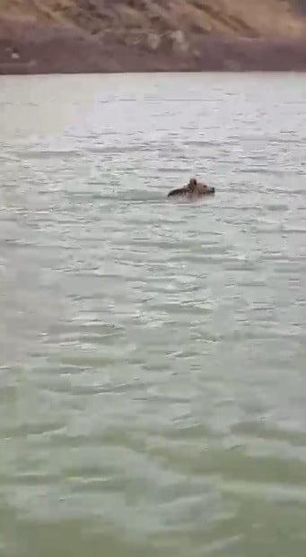 SARIKAMIŞ İLÇESİNDE GENELLİKLE ÇÖPLÜK VE ÇÖP KONTEYNERLERİNİN ÇEVRESİNDE GÖRÜLEN BOZ AYI, BU KEZ...