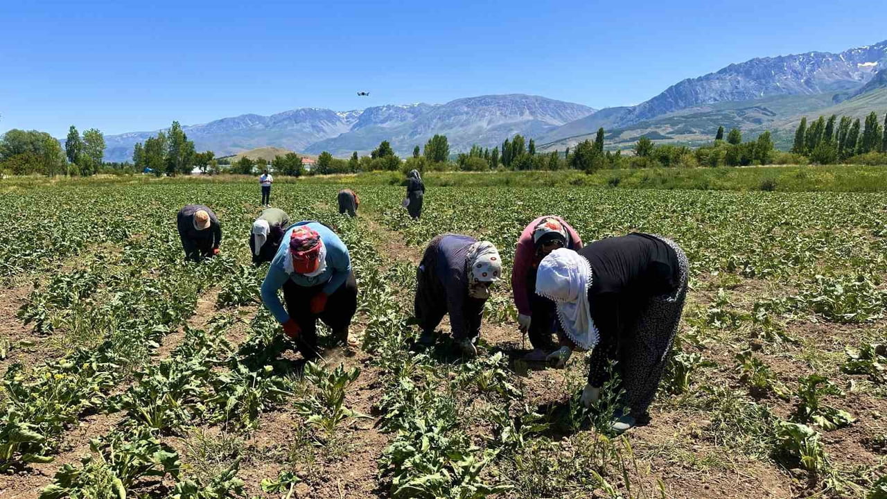 SICAKTA ALIN TERİYLE PANCAR ÇAPALIYORLAR