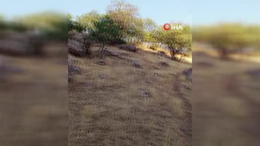 Siirt'te dağda mahsur kalan büyükbaş hayvan telef oldu