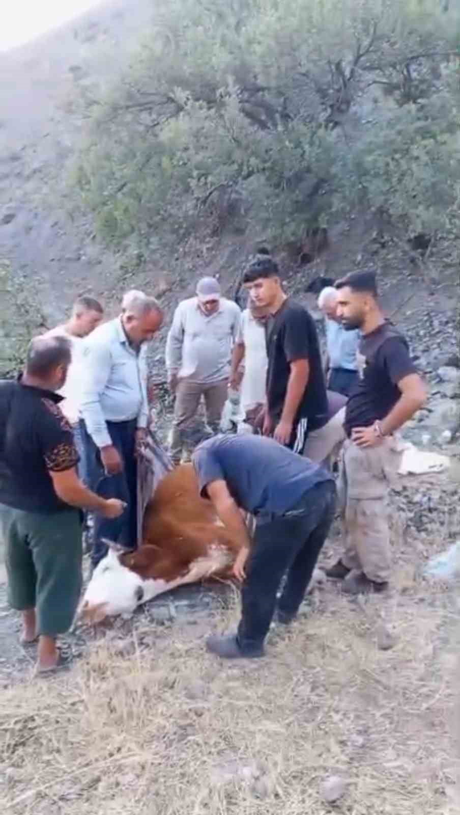 SİİRT’İN BAYKAN İLÇESİNE BAĞLI ARDIÇDALI KÖYÜNDE DAĞLIK ALANDA MAHSUR KALAN BÜYÜKBAŞ HAYVAN...