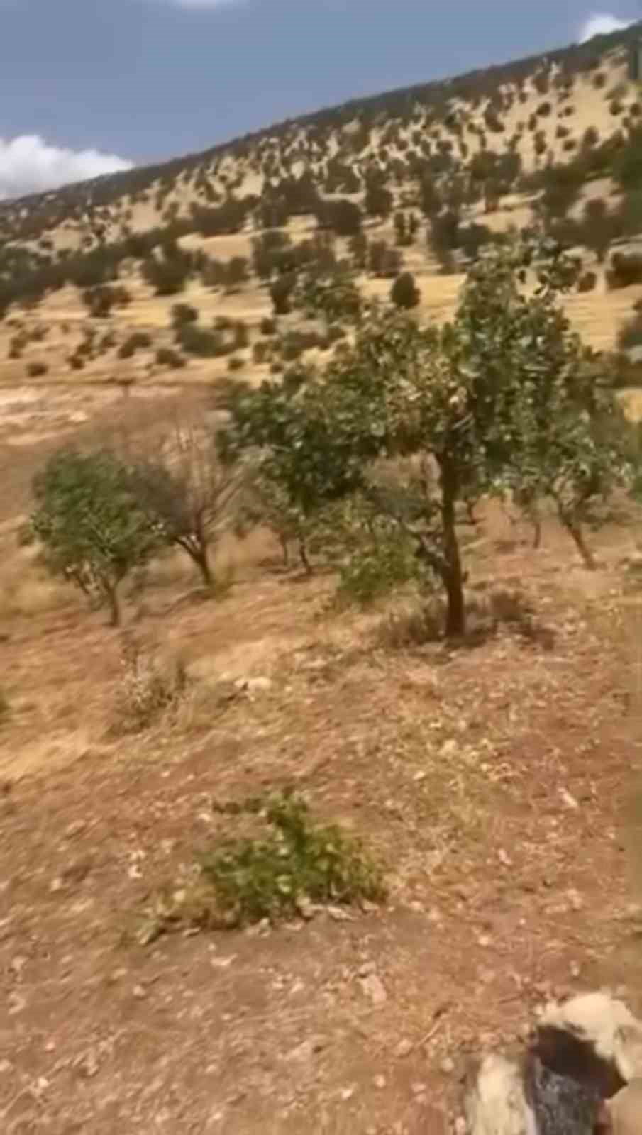 SİİRT’TE YABAN DOMUZLARI 20 YILLIK FISTIK AĞAÇLARINA ZARAR VERDİ