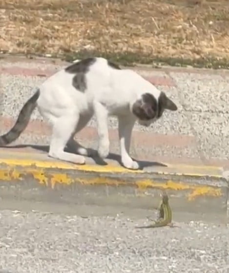 SİLİVRİ’DE YOL KENARINDA BİR KEDİ İLE KERTENKELENİN KAVGASI, VATANDAŞIN CEP TELEFONU KAMERASINA...
