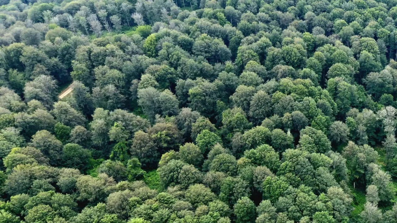 SİNOP ORMAN BÖLGE MÜDÜRLÜĞÜ, KAYIN ORMANLARININ DOĞAL YAPISINI KORUYARAK SÜRDÜRÜLEBİLİR...