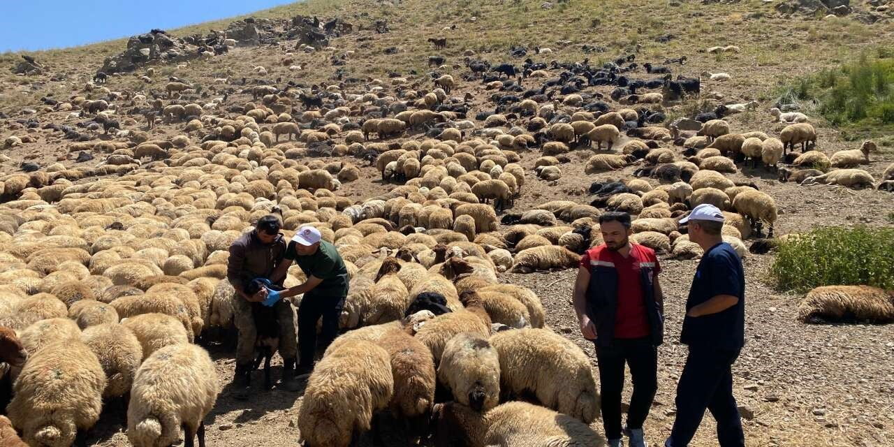ŞIRNAK İL TARIM VE ORMAN MÜDÜRLÜĞÜ EKİPLERİ, KENT GENELİNDEKİ YAYLALARDA HAYVAN SAĞLIĞININ...