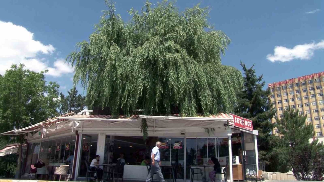 SİVAS'TA BİR KAFENİN ORTASINDAN YÜKSELEREK ÇATIYI AŞAN SALKIM SÖĞÜT AĞACI, İŞLETMEYE KATTIĞI DOĞAL...