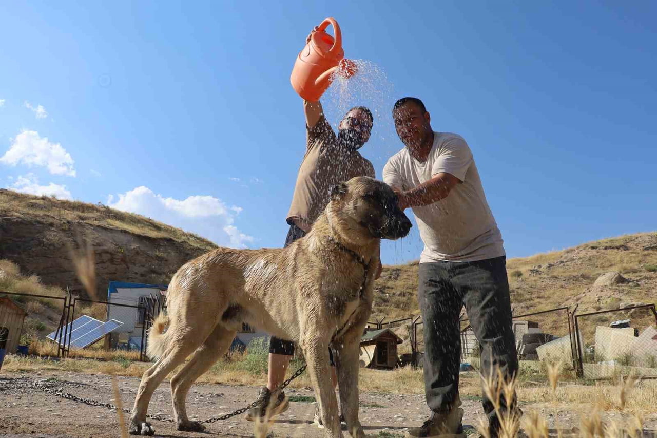 SİVAS'TA ETKİLİ OLAN YÜKSEK SICAKLIKLAR, SOĞUK İKLİM HAYVANI KANGAL KÖPEKLERİNİ OLUMSUZ ETKİLİYOR....