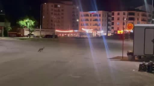 Sivas'ta kokoreçcinin müdavimi tilki, bazen orda yiyor bazen paket yaptırıyor