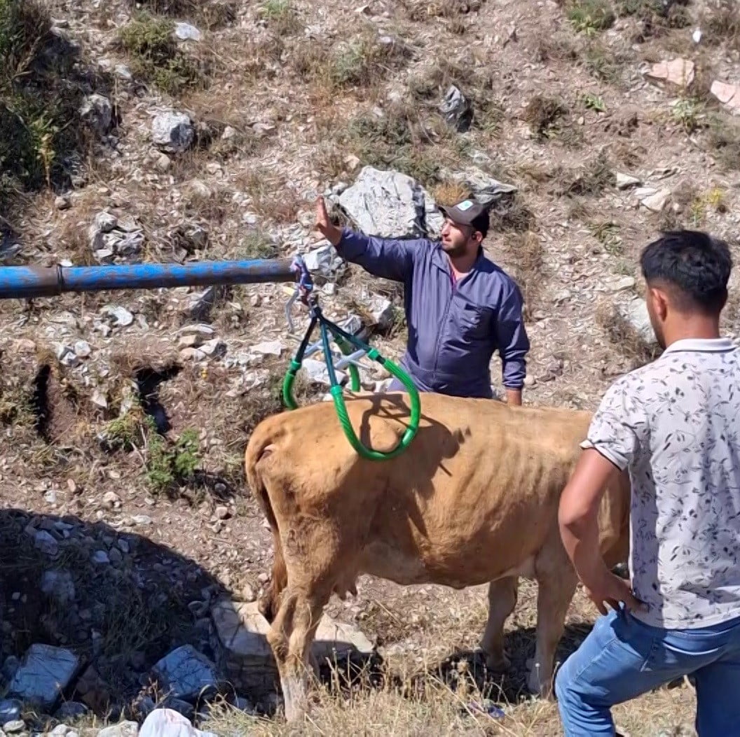 SİVAS’TA 7 AYLIK HAMİLE BİR İNEK, ARAZİDE ÇUKURA DÜŞEREK MAHSUR KALDI. İNEĞİ KENDİ İMKÂNLARIYLA...