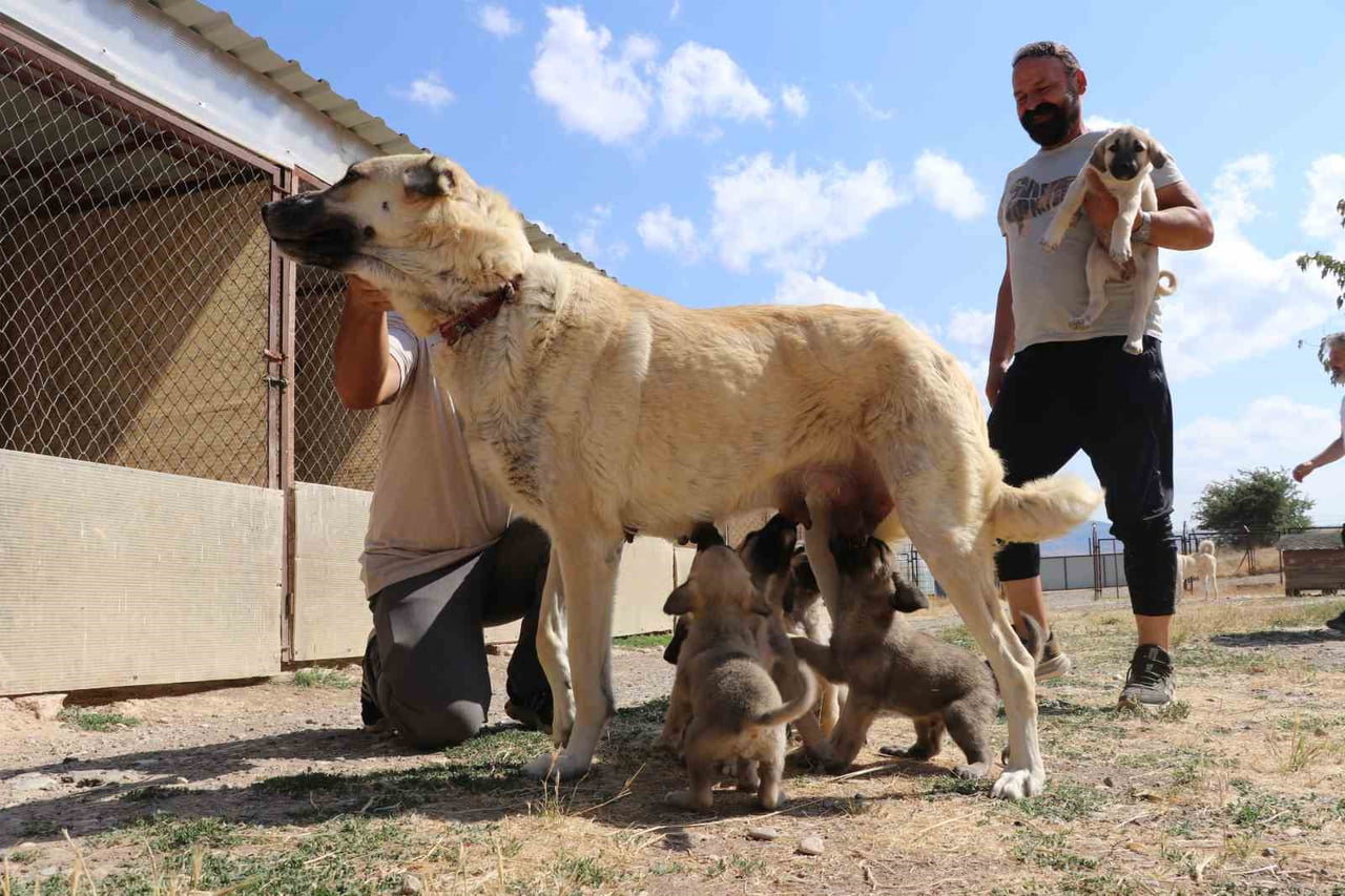 SUNİ TOHUMLAMA YÖNTEMİYLE DÜNYAYA GELEN KANGAL YAVRULARI,