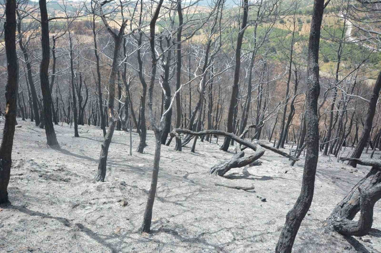 SUSURLUK’TA YANGINDAN ETKİLENEN ORMANLIK ALAN YENİDEN YEŞİLLENDİRİLECEK