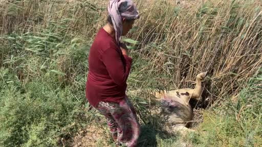 Süt satarak geçimini sağlayan kadının 2 buzağısı hastalanıp telef olurken, ineği su kanalına...
