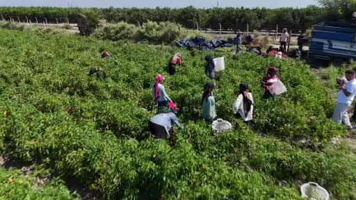 Tarım işçilerinin sıcakta ekmek parası mücadelesi