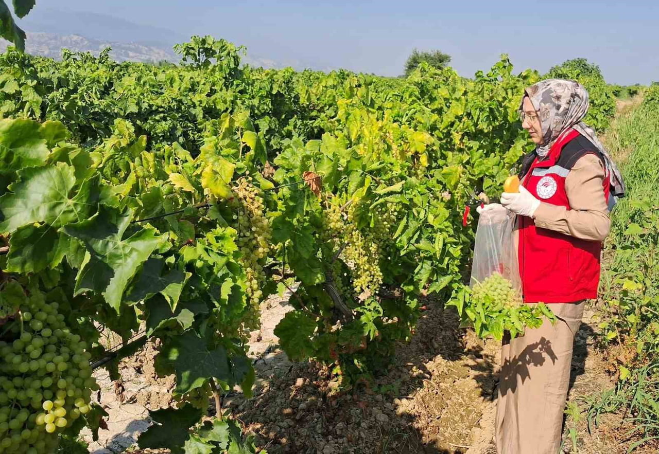 TARIM VE ORMAN BAKANLIĞI TARAFINDAN YÜRÜTÜLEN HASAT ÖNCESİ PESTİSİT DENETİMİ PROGRAMI KAPSAMINDA...