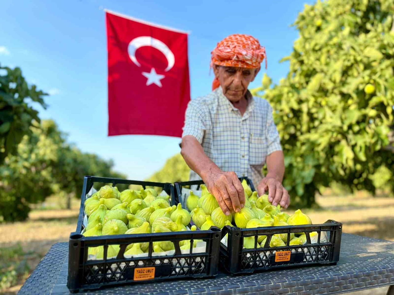 TARLADA 150 İLE 200 TL ARASINDA SATILAN İNCİRİN PAZAR FİYATININ İSE 350 TL’YE KADAR ÇIKTIĞI...