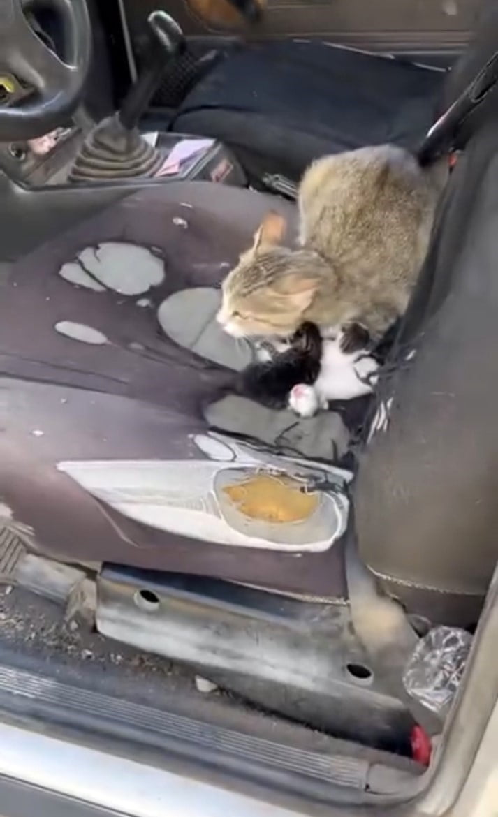 TARSUS İLÇESİNDE CAMI AÇIK BIRAKILAN OTOMOBİLE GİREN KEDİ, ARAÇ İÇERİSİNDE YAVRULADI.