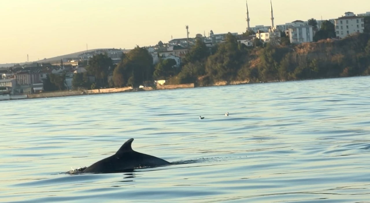 TEKİRDAĞ AÇIKLARINDA DÜN AKŞAMÜSTÜ DENİZE AÇILAN VATANDAŞLARIN TEKNESİNE YUNUS BALIKLARI EŞLİK...