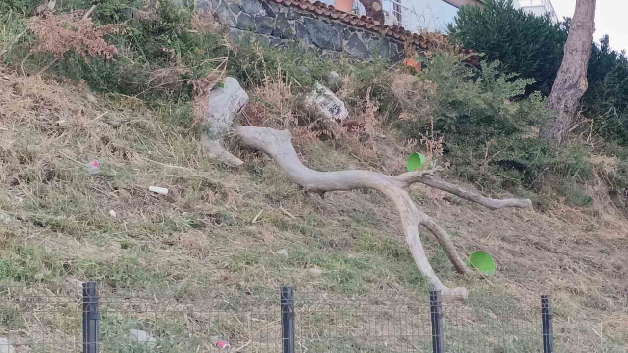 TEKİRDAĞ’DA POYRAZ ETKİSİNİ ARTTIRDI : AĞAÇLAR DEVRİLDİ