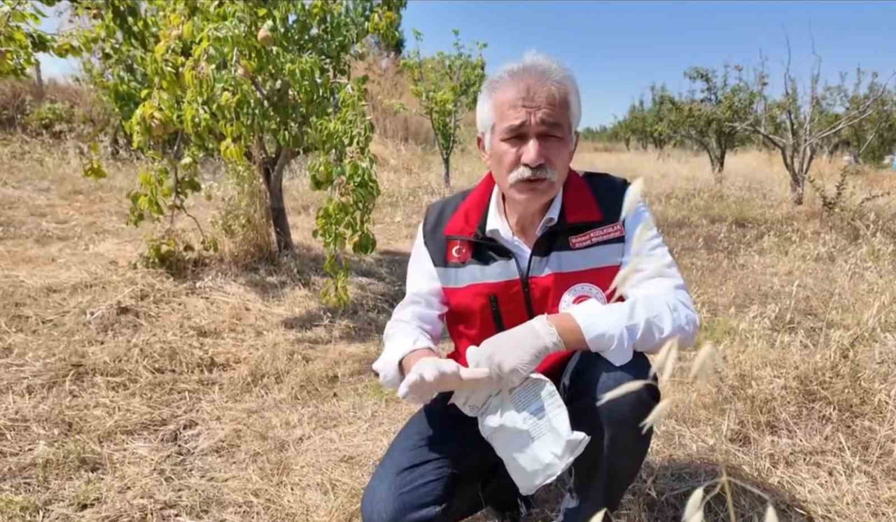 TEKİRDAĞ TARIM VE ORMAN İL MÜDÜRLÜĞÜ'NDEN YAPILAN AÇIKLAMADA, TARLA FARELERİNİN BİRÇOK KÜLTÜR...