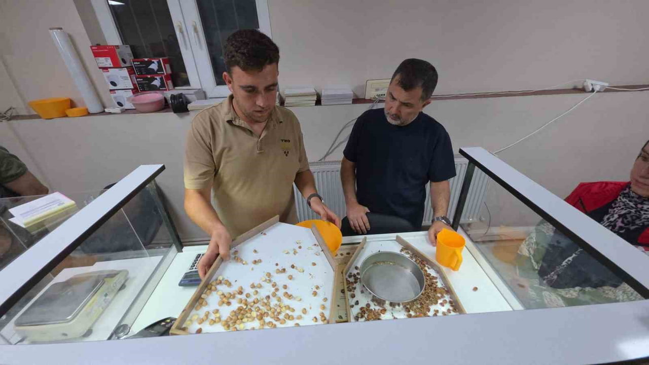 TMO, DÜZCE’DE FINDIK ALIMINA BAŞLADI.