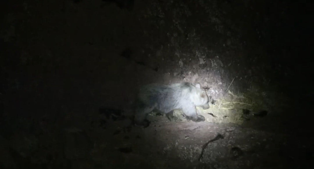 TUNCELİ'DE GECE KAMERASINA DOMUZ VE AYI AYNI ANDA YANSIDI