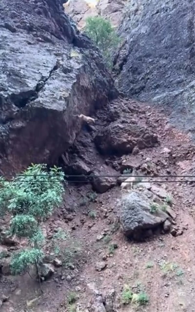 TUNCELİ’DE NESLİ TÜKENME TEHLİKESİ ALTINDAKİ DAĞ KEÇİLERİNİN KAYALIKLARDAN ATLADIĞI ANLAR...
