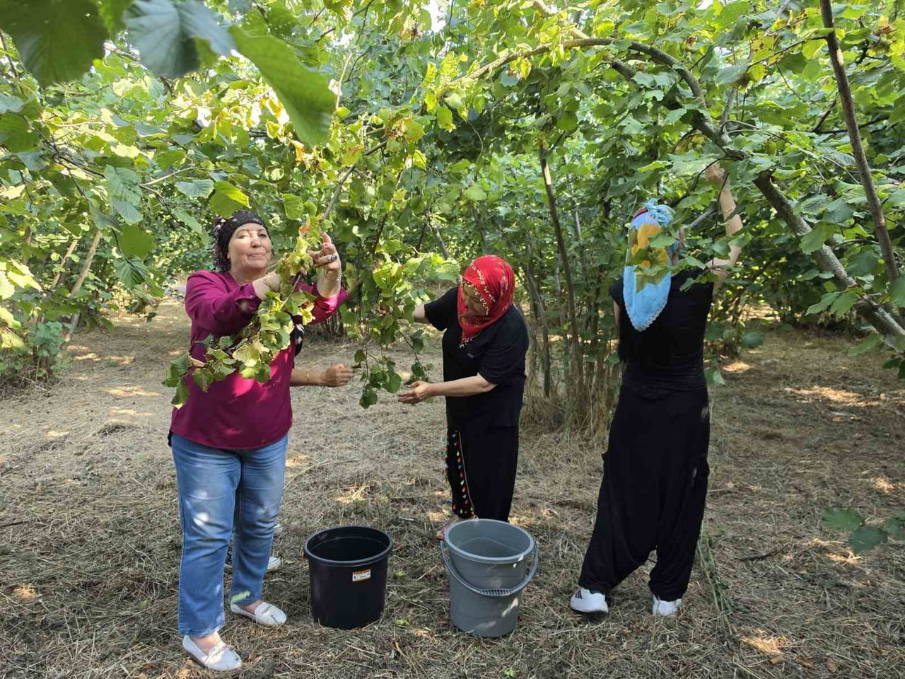 TÜRKİYE'NİN ÖNEMLİ FINDIK ÜRETİM MERKEZLERİNDEN DÜZCE'NİN OVA KESİMLERİNDE, KADINLARIN İMECE...