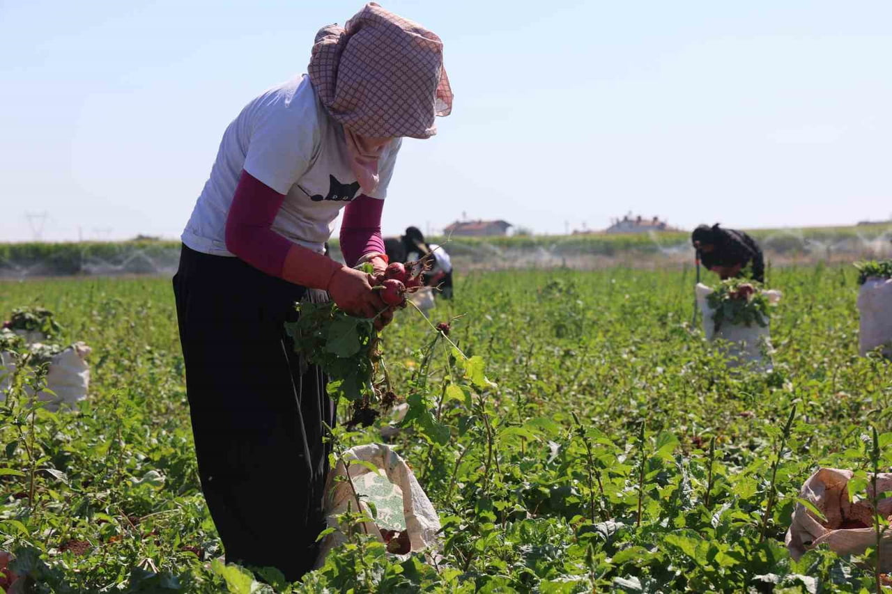 TÜRKİYE'NİN ÖNEMLİ TARIM MERKEZLERİNDEN KONYA OVASI'NDA KIRMIZI TURP HASADI BAŞLADI.