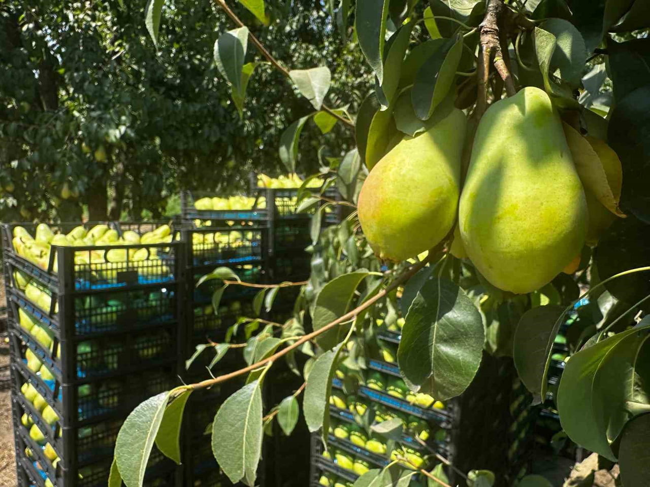TÜRKİYE’DE ARMUT ÜRETİMİNİN MERKEZ ÜSSÜ KONUMUNDA YER ALAN BURSA, ÖZELLİKLE COĞRAFİ İŞARET...